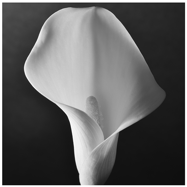 Lily 1