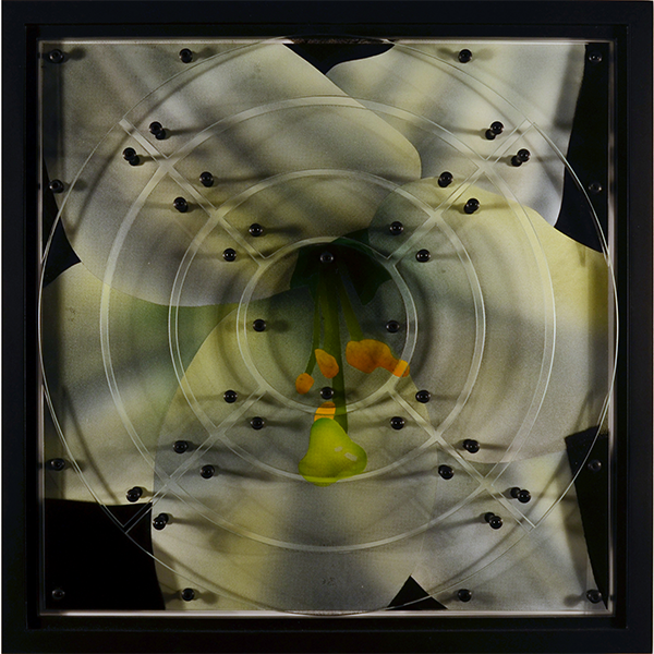 Circle Lily