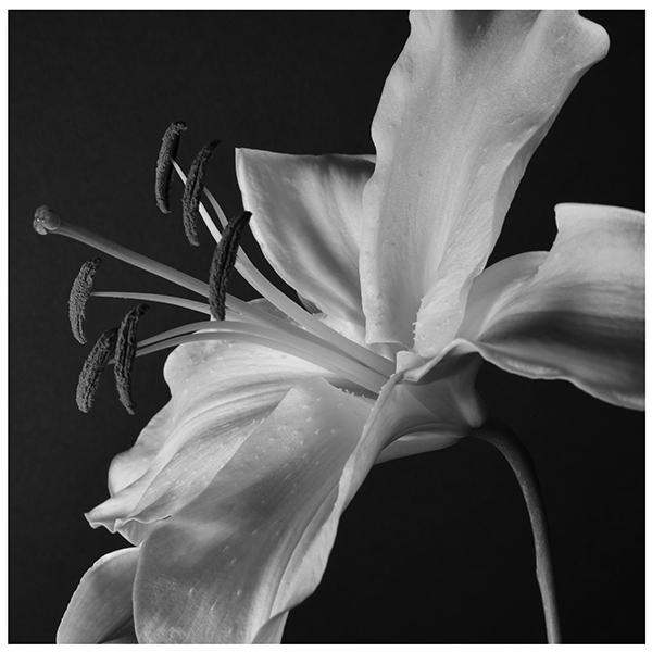 Lily #2