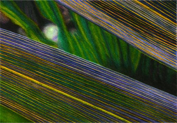 Mississippi Leaf 6