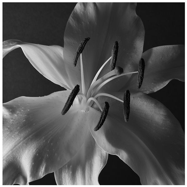 Lily #3