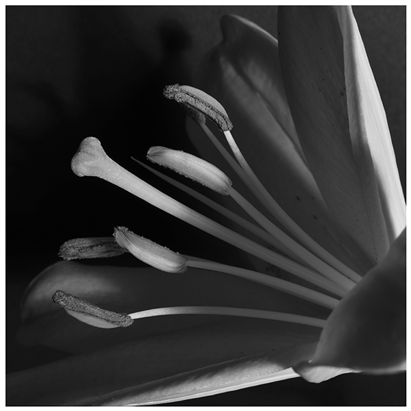 Lily #4