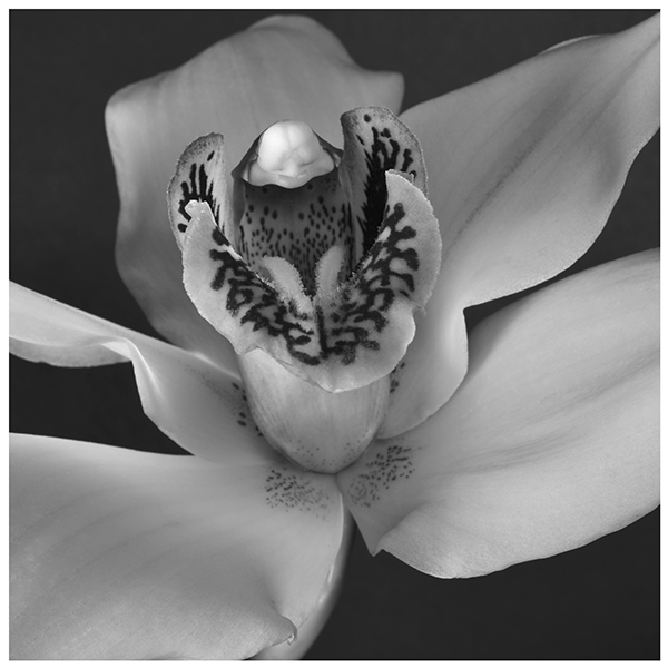 Lily #6
