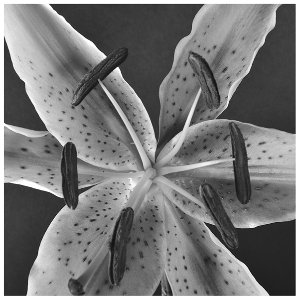 Lily #7
