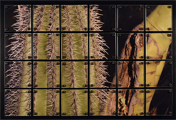 Cactus Full Image