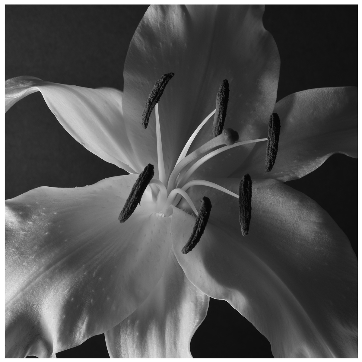 Lily #12