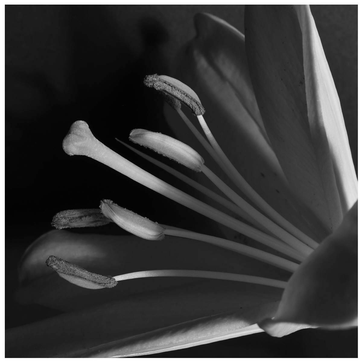 Lily #14