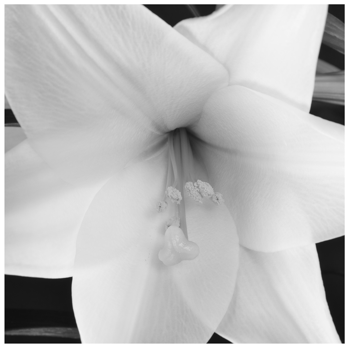 Lily #8