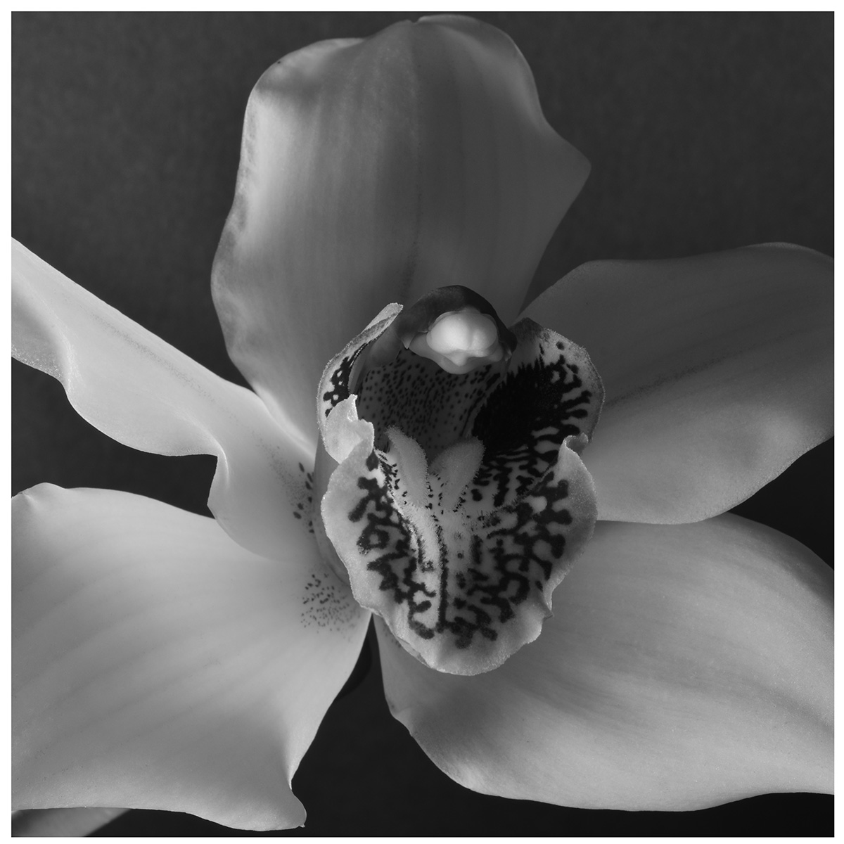 Lily #9